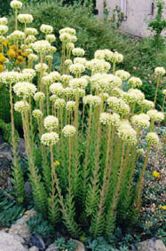 Sedum sediforme
